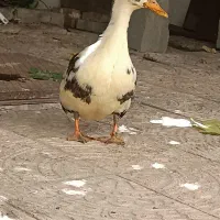 اردک