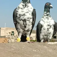سینه سفید