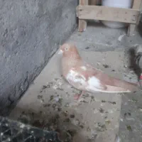 کفتر|پرنده|خرمشهر, |دیوار