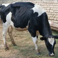یک گوساله اصیل هلشتان بزری وزن شده۳۴۰کیلواذرسا