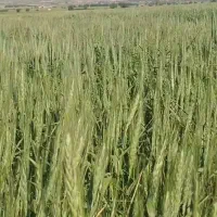 کاه گندم دیم
