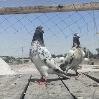 کفتر|پرنده|کنارک, |دیوار