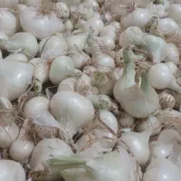 پیاز محلی تازه چین