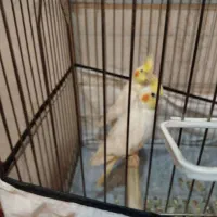 عروس هلندی