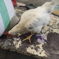 کارگر مرغ مادر