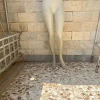 مانکن شلوار زنانه
