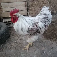 خروس ویاندوت آمریکا