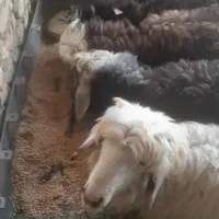 بره نر.