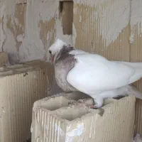 جوجه طوقی