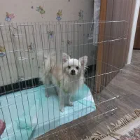سگ پامر