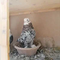 ی جفت کفتر شازده سرورکاکلی