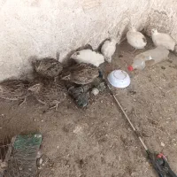 بلدرچین تخم گذار درجه یک با مرغ محلی معاوضه میشود