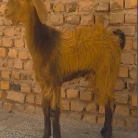 کهره نر بزرگ