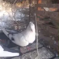 بهبونی|پرنده|شیراز, شهرک مهدی‌آباد|دیوار