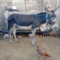 حیوانات و خر