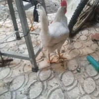 ۲ عدد خروس