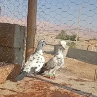 کبوتر میولنز