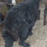 بره نر