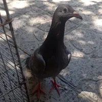 تار شده