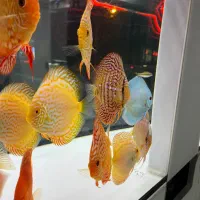 ماهی و آکواریوم و ملزومات