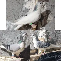 یک جفت کفتر