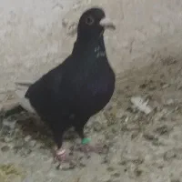 پلنگ خوشگل نرکوسه