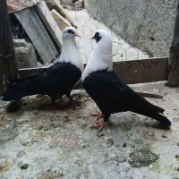 یک جفت مخمل سیاه
