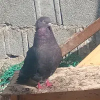 سیاه چوینی بوشهری