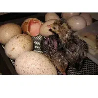 جوجه بوقلمون یک روزه