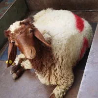 دشت  مغان به شرط گوشت کاملا اقتصادی گوسفند زنده