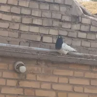 کبوتر|پرنده|اهواز, بهارستان|دیوار