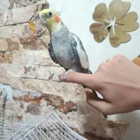 عروس هلندی جوان نر