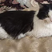 واگذاری بچه گربه با مادرش