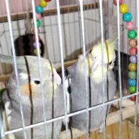 عروس هلندی نروماده و وسایل