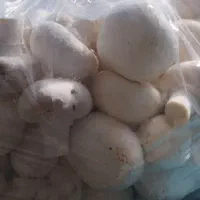 قارچ درجه یک ممتاز