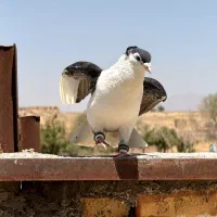 رنگه کرواتی ساده کاکلی تربت حیدریه
