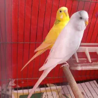مرغ عشق