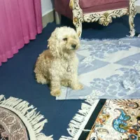سگ  پاکوتاه