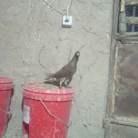 فروشی بنظرم جفت نر باشن