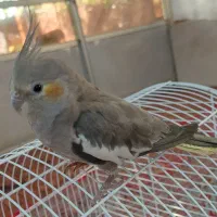 عروس هلندی.