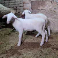 گوسفندنر