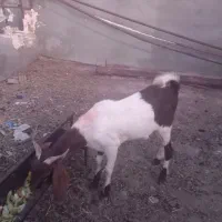 کولار‌‌نژاد‌دوقلوزا‌لنگ‌جمل