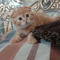 گربه های ناز