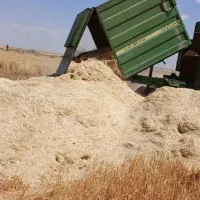 کاه گندم دیم