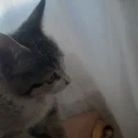 گربه