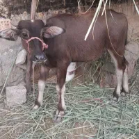 حشوا درجه یک