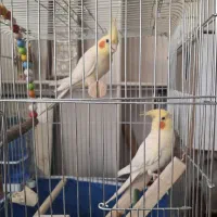 عروس هلندی لوتینو