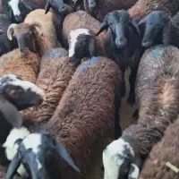 گوسفند آذربایجان