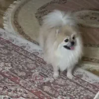 سگ پامر