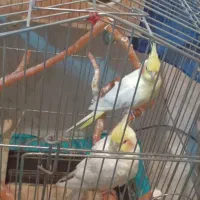 سلام یک جفت عروس هلندی بالق